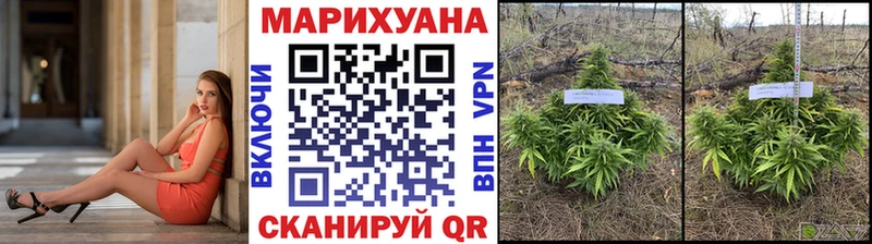 Конопля гибрид  Абдулино 